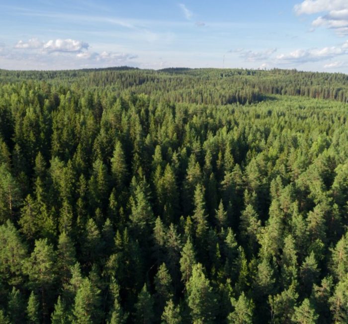 VTT Forest Twin